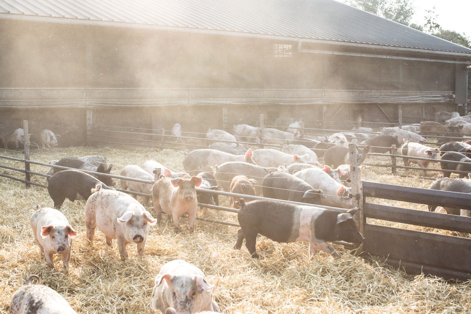 Brandt & Levie - eet beter vlees - vlees varkens - biologisch - nederland - lokaal