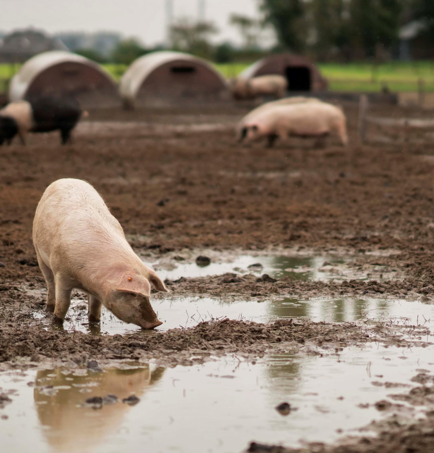 Brandt & Levie - eet beter vlees - goed gehouden varkens - varkens in de modder - sanders hof - vlees varkens - dier welzijn