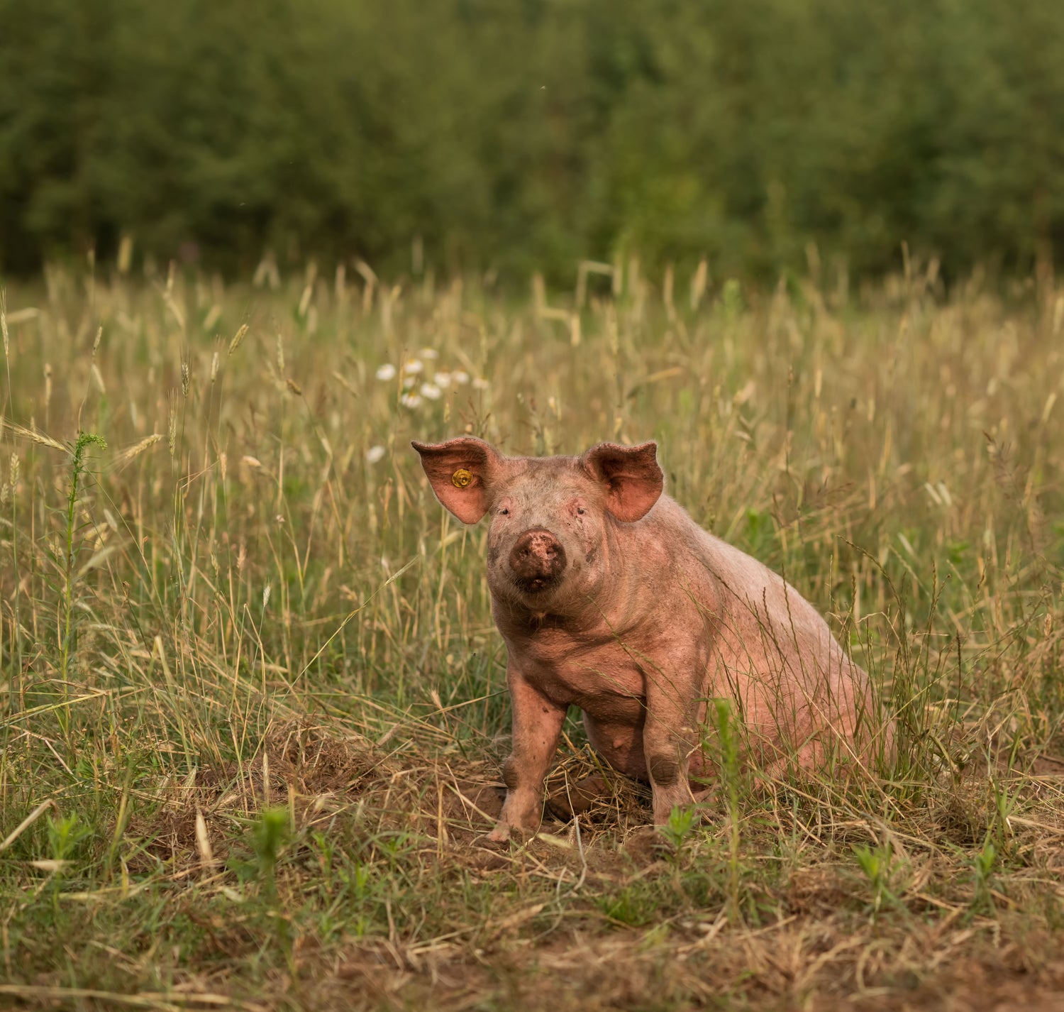 Brandt & Levie - eet beter vlees - goed gehouden varkens - varken in de weide - vleesvarkens - biologisch