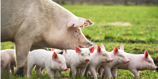 GOED NIEUWS: lagere prijzen met Pink Goed Gehouden Varken!